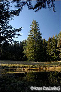 Rytířská louka